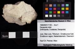 Foto (Objket + Etiketten) von Decapoda indet. 